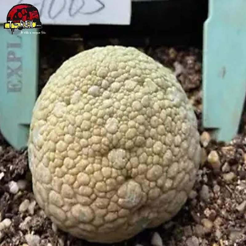 comprar muda de suculenta rara