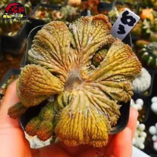 comprar muda de suculenta rara