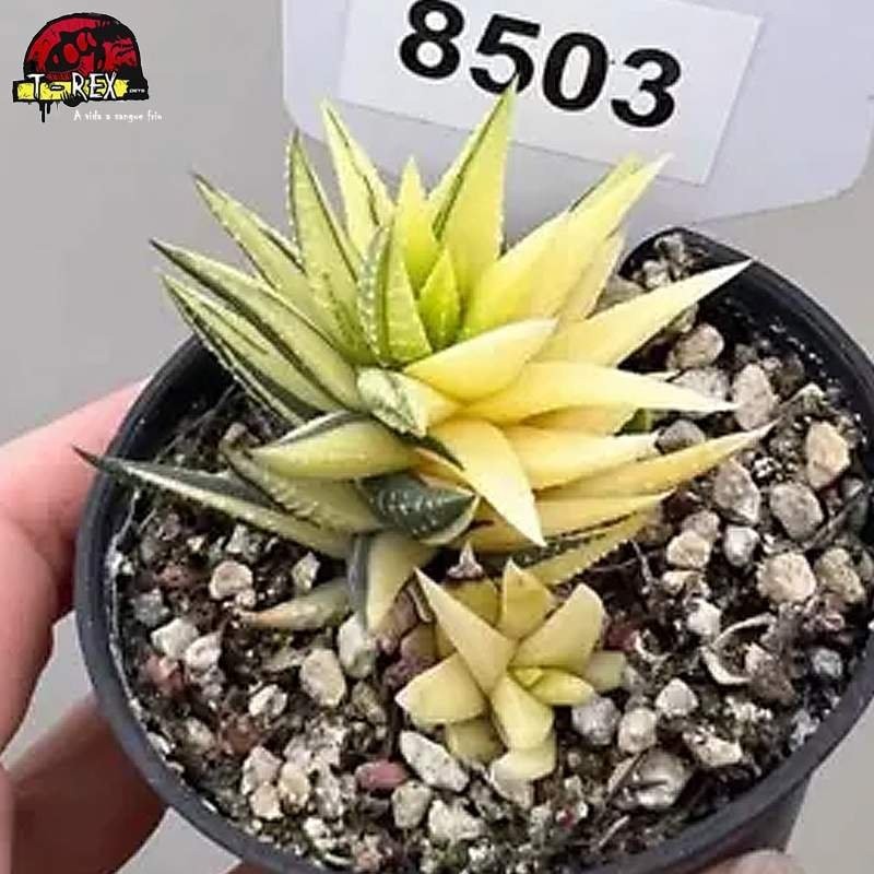 comprar muda de suculenta rara