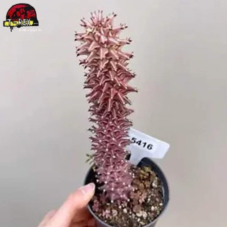 comprar muda de suculenta rara