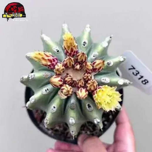muda de suculenta rara no brasil