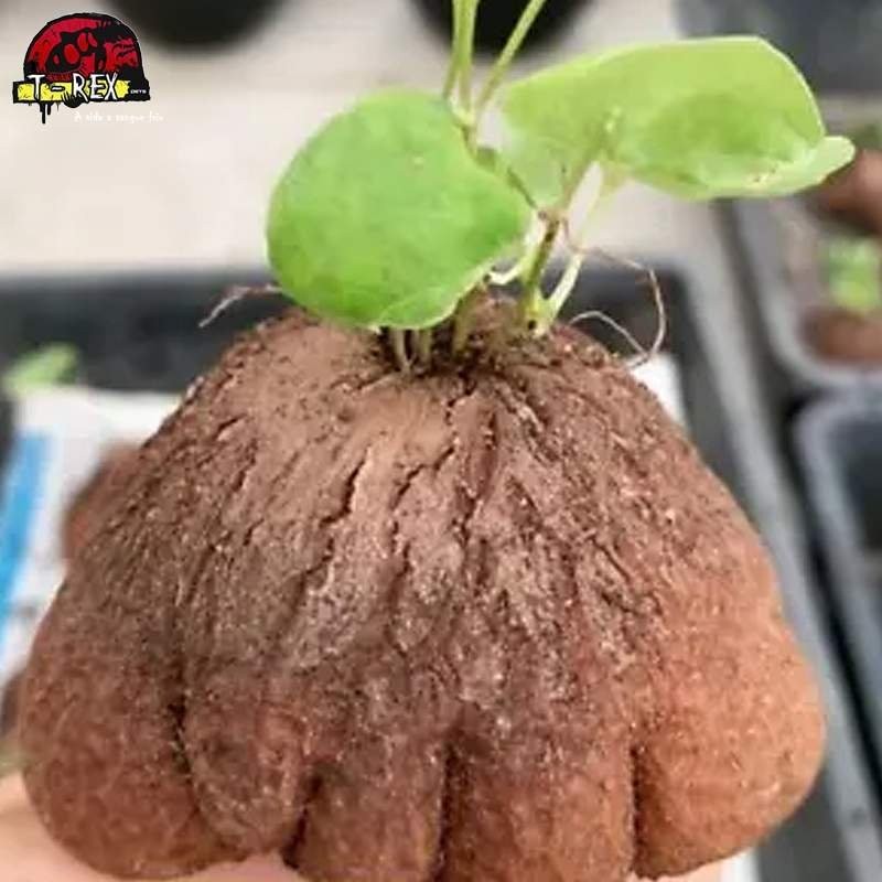 muda de suculenta rara no brasil