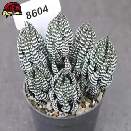 comprar muda de suculenta rara no brasil