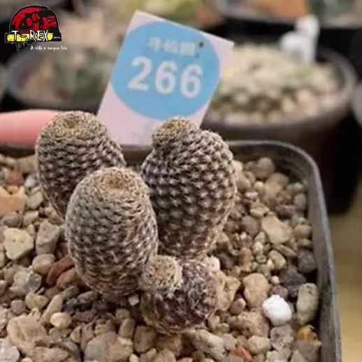 muda de cacto raro