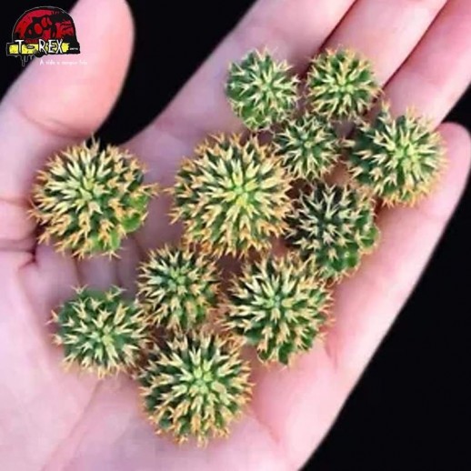 muda de suculenta rara no brasil