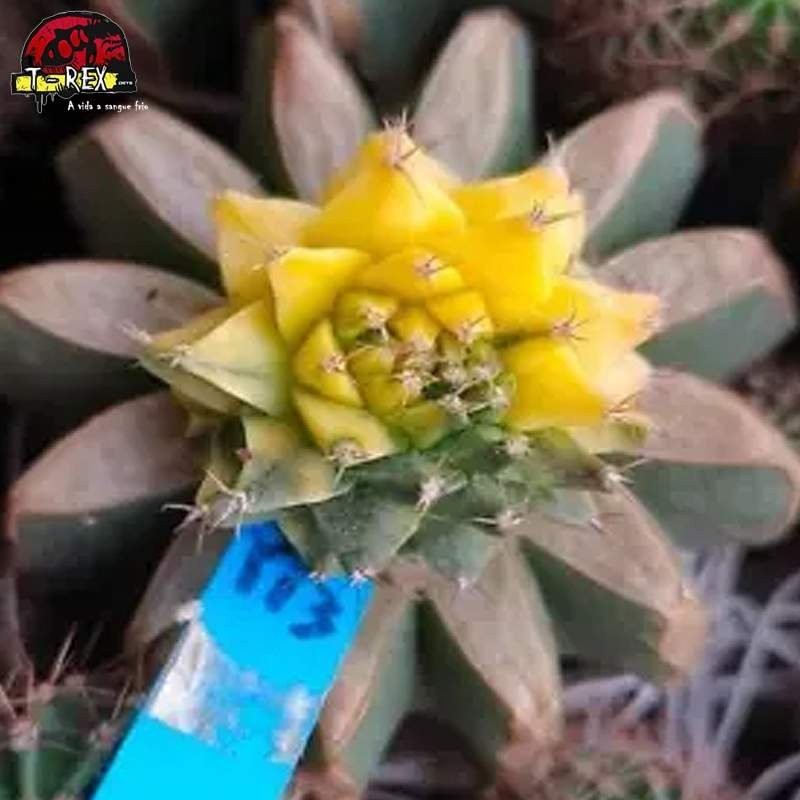 comprar muda de suculenta rara