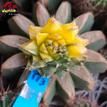 comprar muda de suculenta rara