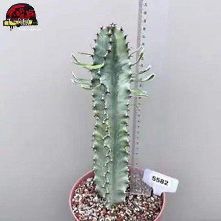 comprar suculenta rara no brasil