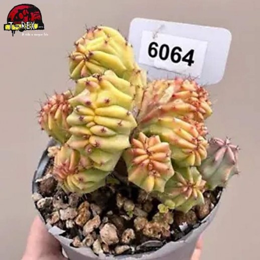 comprar muda de suculenta rara