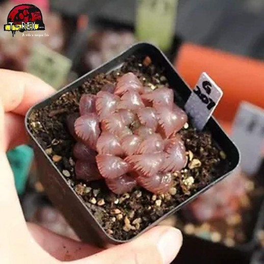 comprar muda de suculenta rara