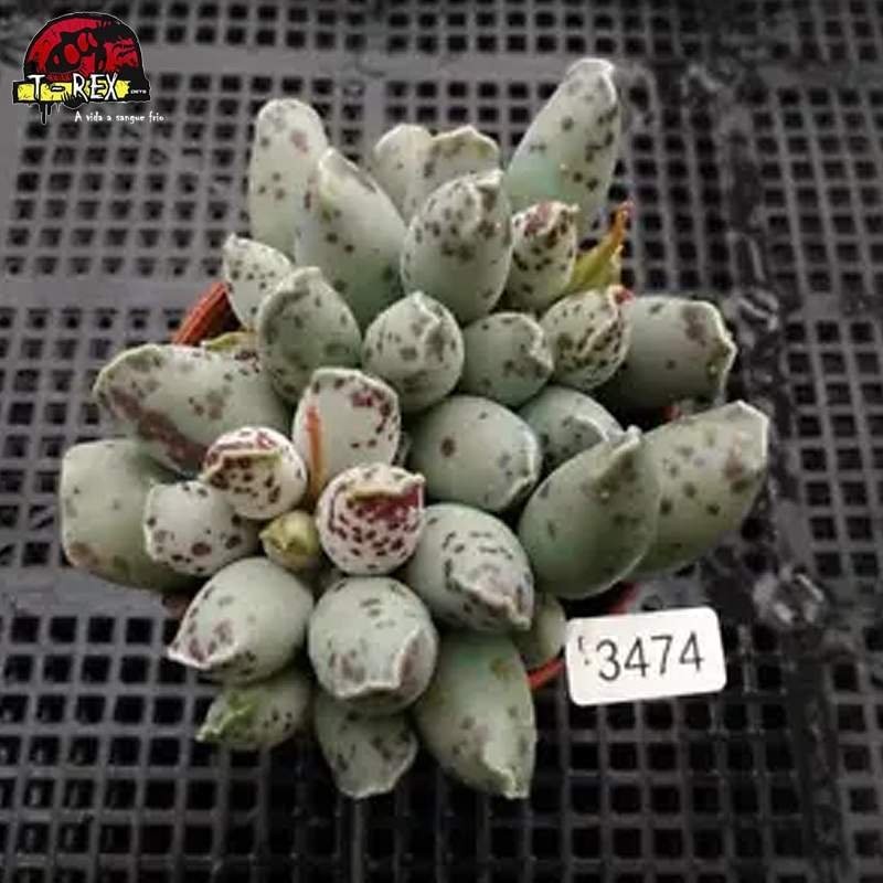 comprar mudas de suculenta rara