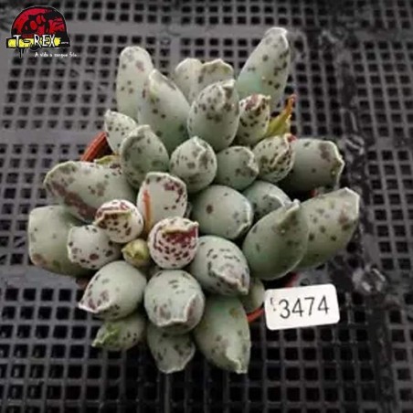 comprar mudas de suculenta rara