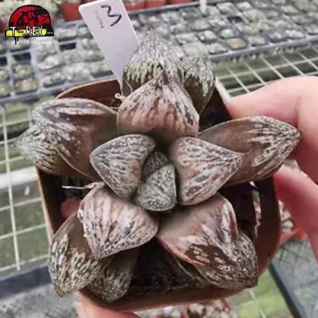 comprar muda de suculenta rara