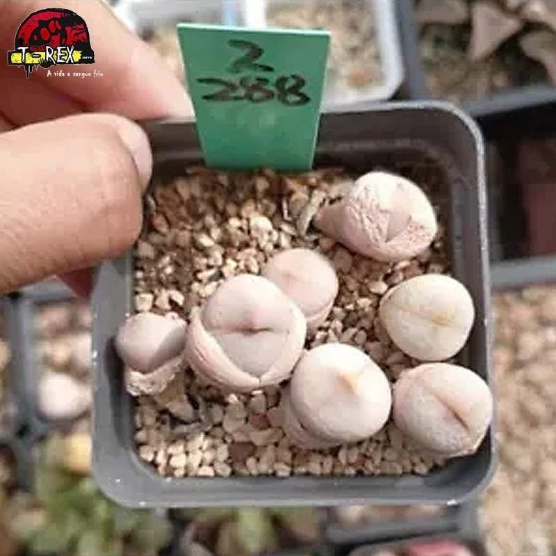 comprar muda de suculenta rara