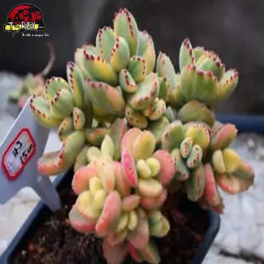 comprar muda de suculenta rara