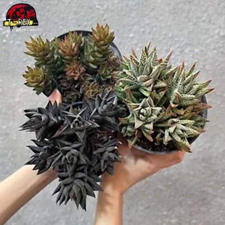 compra muda de suculenta rara