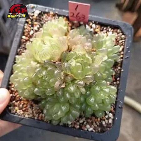 comprar muda de suculenta rara