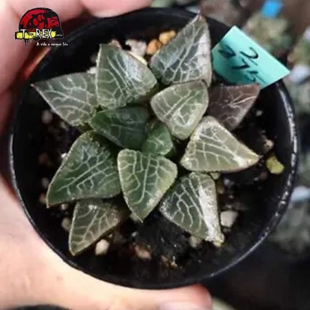 comprar muda de suculenta rara no brasil