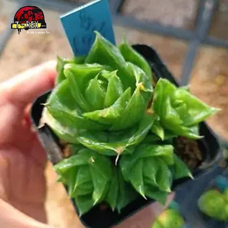 comprar muda de suculenta rara
