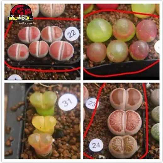 comprar suculenta rara no brasil