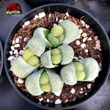 comprar muda de suculenta rara