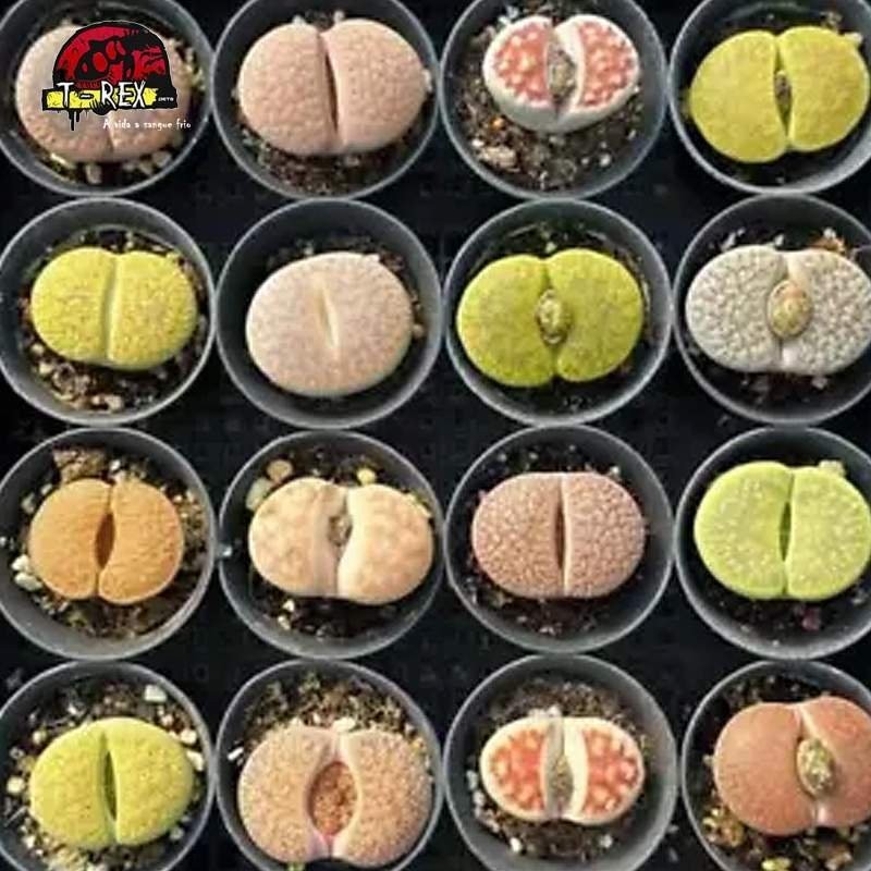 comprar mudas de suculenta rara