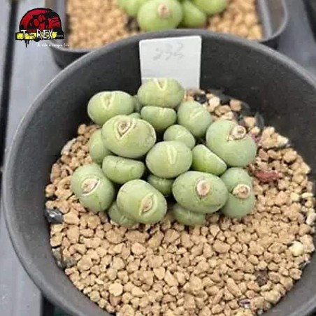 comprar muda de suculenta rara