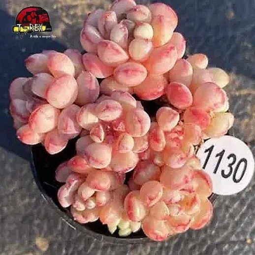 comprar muda de suculenta rara