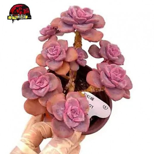 comprar muda de suculenta rara