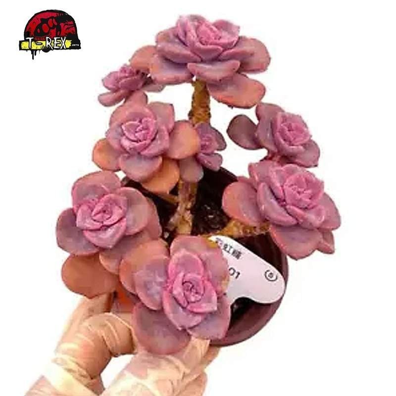 comprar muda de suculenta rara