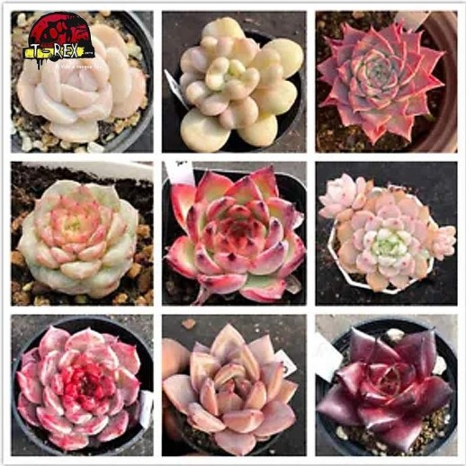 comprar muda de suculenta rara