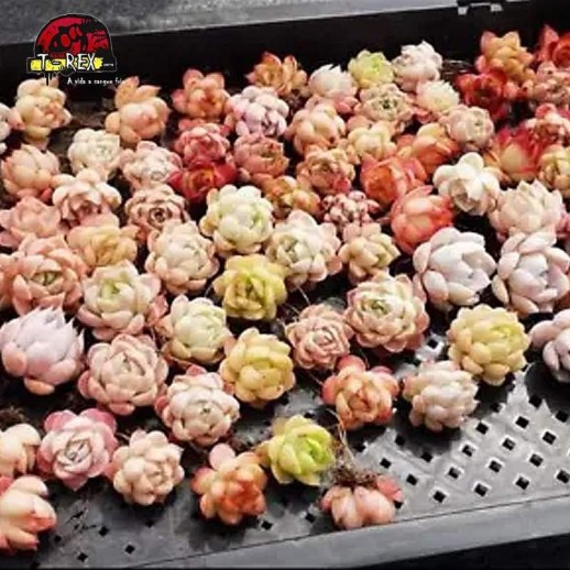 comprar muda de suculenta rara