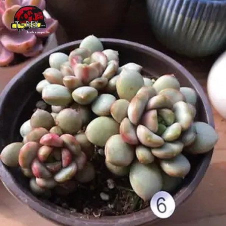 comprar muda de suculenta rara