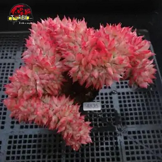 comprar muda de suculenta rara