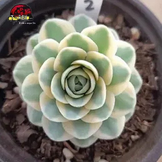 comprar muda de suculenta rara