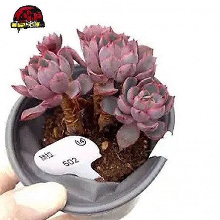 comprar muda de suculenta rara