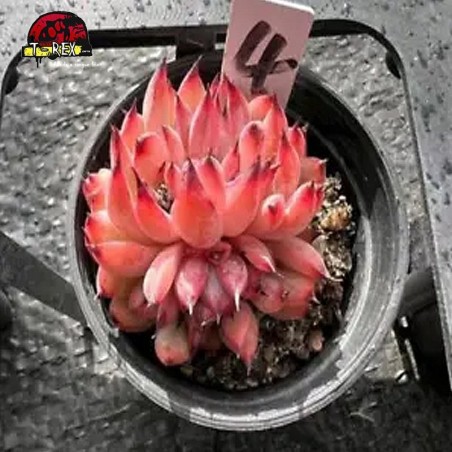 muda de suculenta rara no brasil