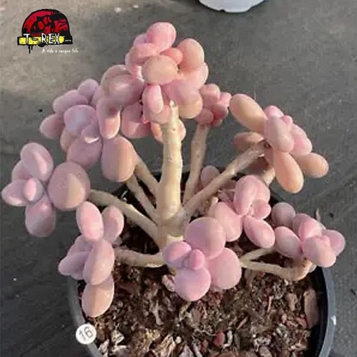 comprar muda de suculenta rara