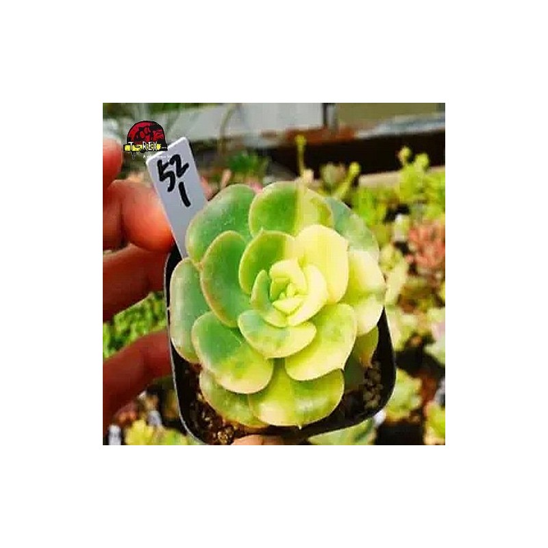 comprar muda de suculenta rara