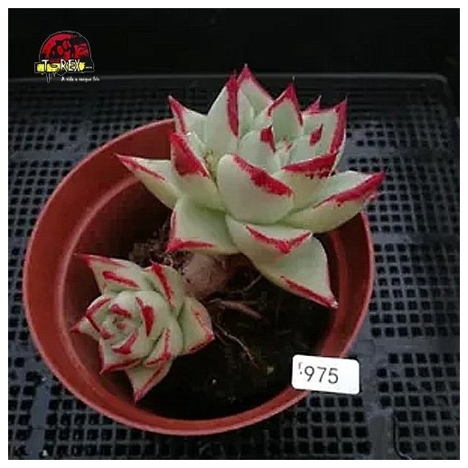 comprar muda de suculenta rara