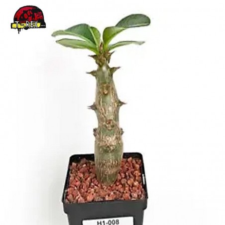 comprar muda de suculenta de
