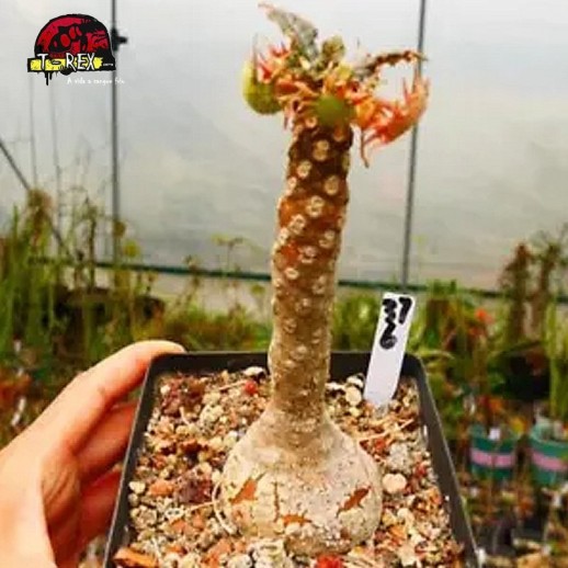 comprar mudas de suculenta rara no brasil