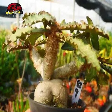 comprar muda de suculenta rara