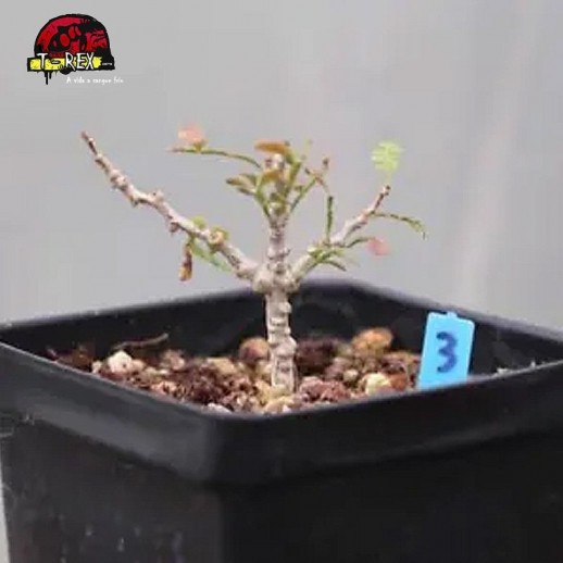 comprar muda de suculenta rara