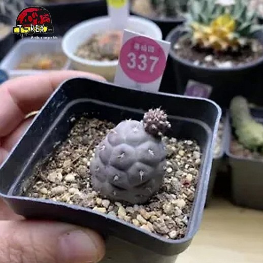 comprar muda de suculenta rara