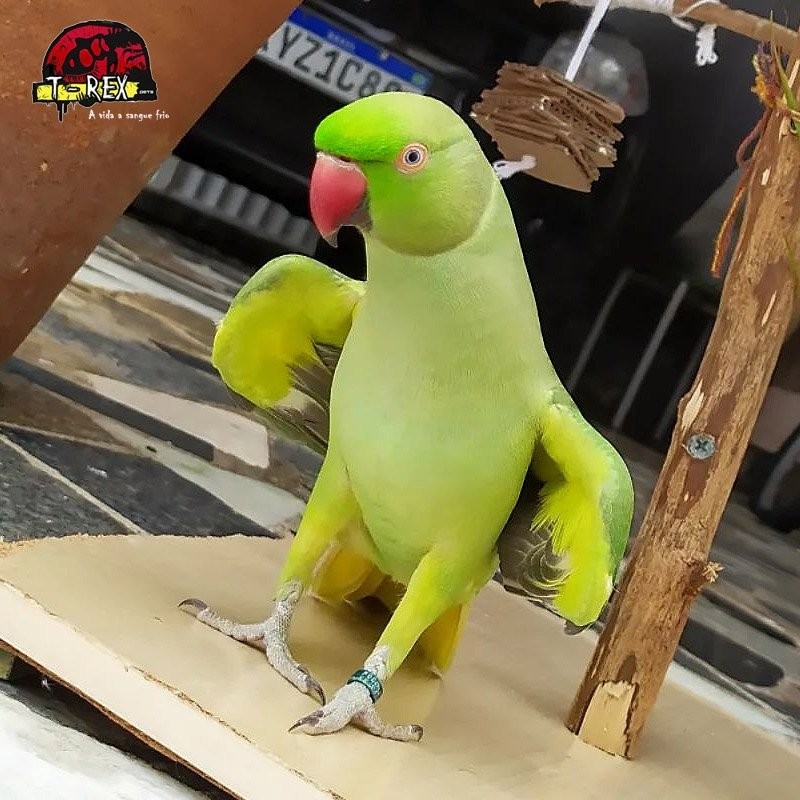 Ring Neck Verde Elegância Natural e Personalidade Encantadora.