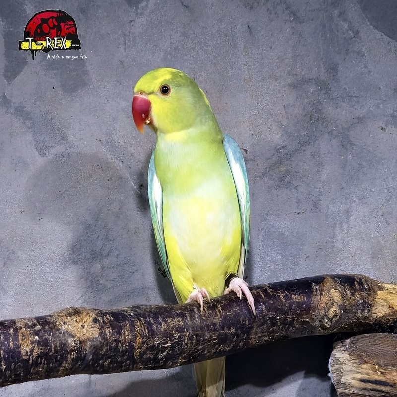 Ring Necks Encantadores à Venda - Explore a Beleza e o Encanto dos Ring Necks com a Nossa Coleção Exclusiva