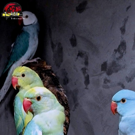 Ring Necks Encantadores à Venda - Explore a Beleza e o Encanto dos Ring Necks com a Nossa Coleção Exclusiva