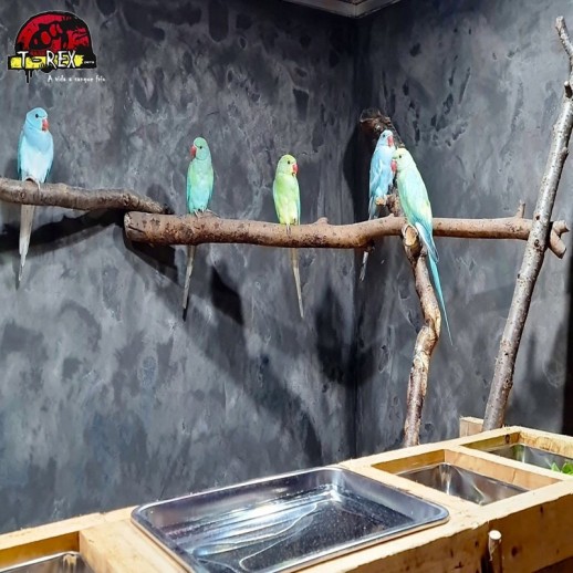 Ring Necks Encantadores à Venda - Explore a Beleza e o Encanto dos Ring Necks com a Nossa Coleção Exclusiva