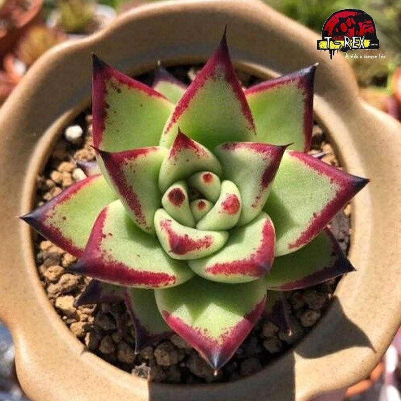 comprar suculenta rara